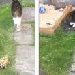 Tartaruga si attacca alla coda del gatto