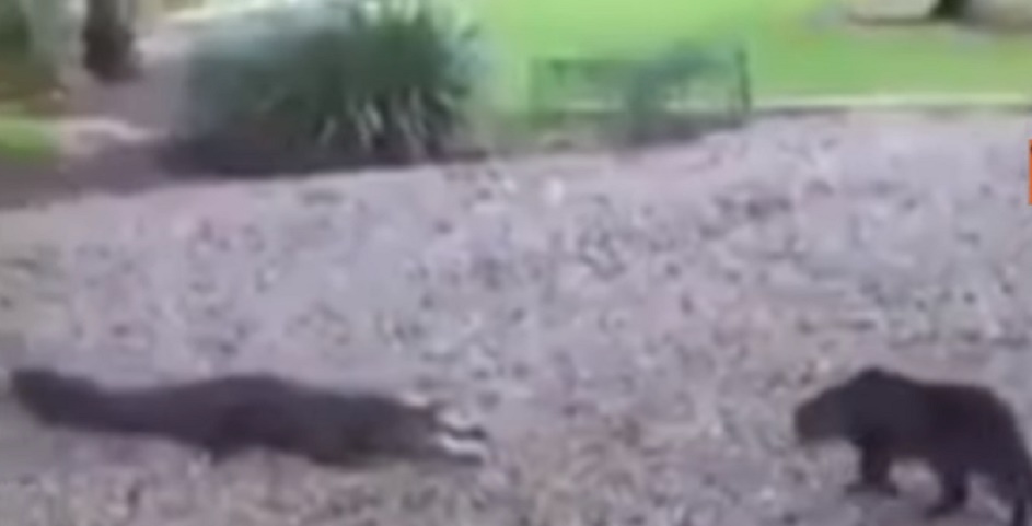 Gatto marca territorio e mette in fuga un alligatore così