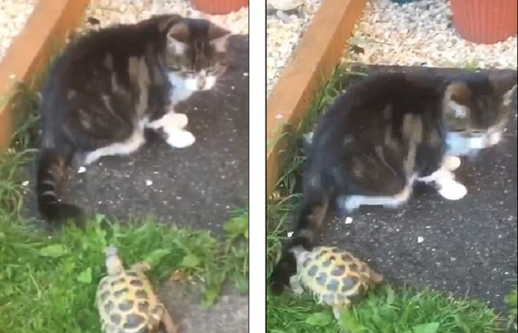 Tartaruga si attacca alla coda del gatto
