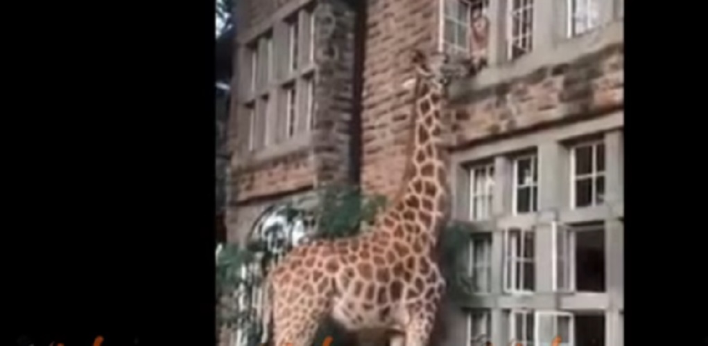 Giraffa si affaccia alla finestra del primo piano per lo spuntino