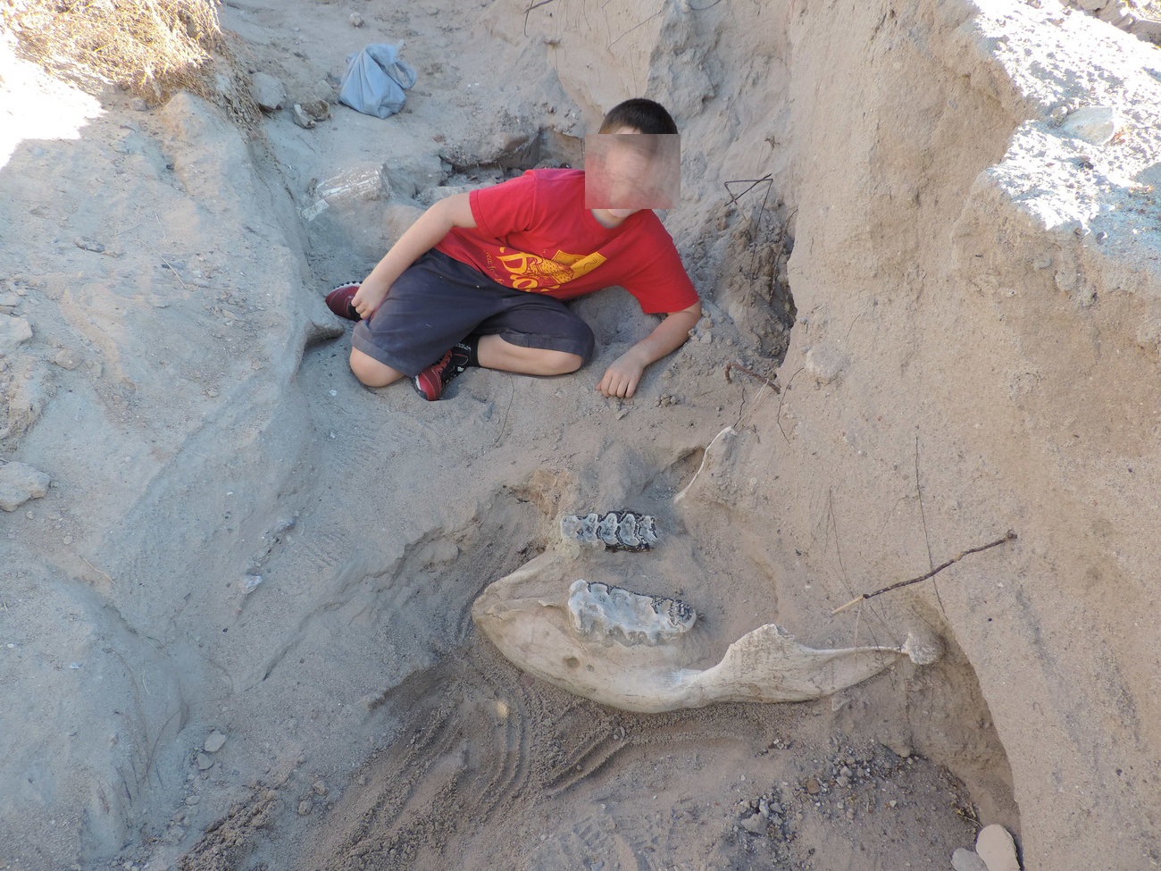 Nuovo Messico, fossile di un milione di anni fa scoperto per caso da bimbo di 9 anni