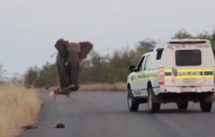 YOUTUBE Kruger Park, elefante caccia i licaoni e carica l'auto della polizia