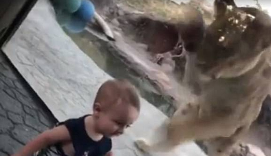 Bimbo di 9 mesi siede davanti vetro allo zoo: il leone....