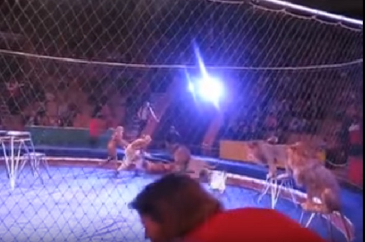 Leone attacca domatore: addetti circo sparano acqua con idranti sull'animale