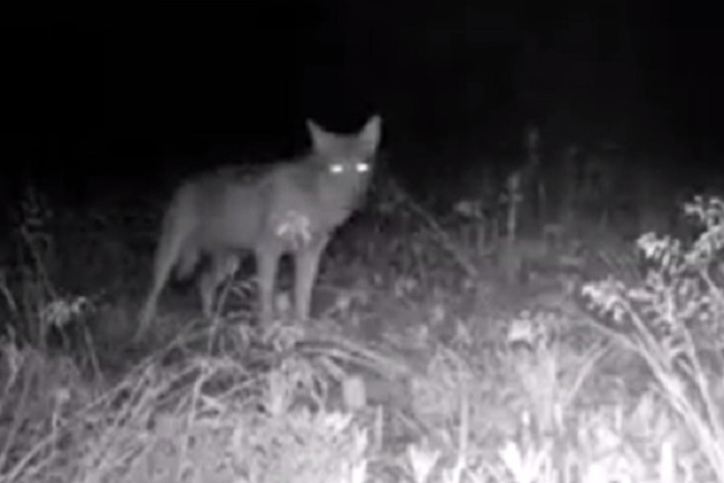 Lupo solitario vicino Milano: avvistato in pianura nel Parco del Ticino