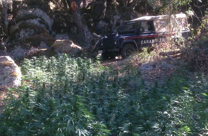 Nuoro, coltiva oltre 3mila piante di marijuana nelle campagne: arrestato