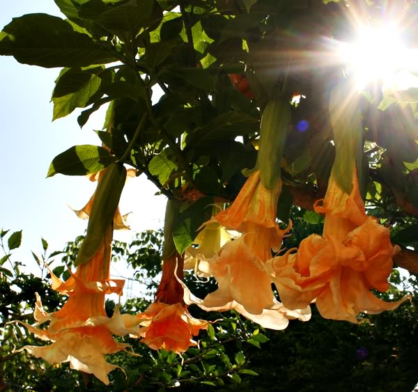 Reggio Calabria, scambiano pianta velenosa per fiori di zucca: 8 persone in ospedale