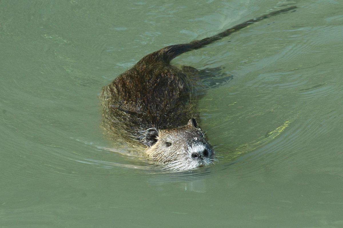 Cremona invasa dalle nutrie: caccia e trappole non bastano, sono aumentate