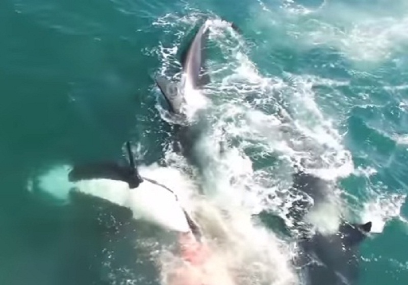 YOUTUBE Balenottera sbranata viva dalle orche: il macabro banchetto