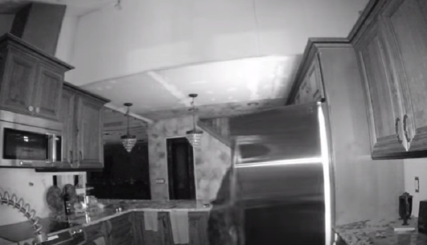 Orso entrava in cucina e apriva frigo. Ucciso da protezione animale: "Era diventato obeso"