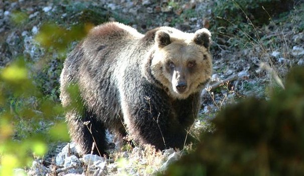 L'Aquila, scatta allarme: non è un ladro ma un orso in salotto, famiglia sotto choc