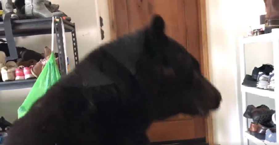 Orso nel garage: donna suona clacson, poi comincia ad urlare VIDEO