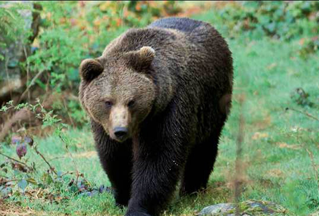 Orso ferisce uomo in Trentino, lo vogliono abbattere. Ira animalisti: "No Daniza bis"04