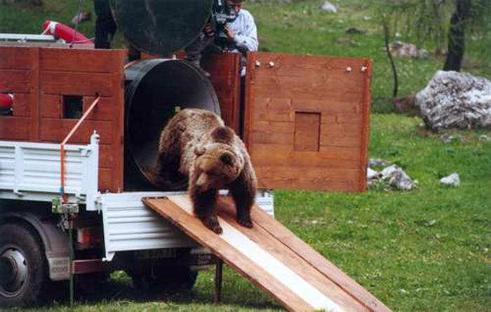 Orso ferisce uomo nel Trentino: presidente provincia ordina la cattura