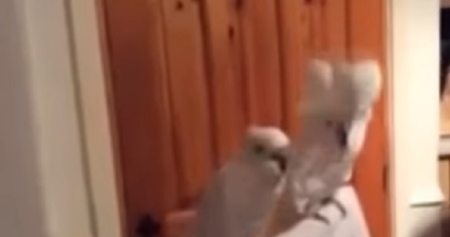 Pappagallo è preso dalla musica e alza cresta davanti alla compagna