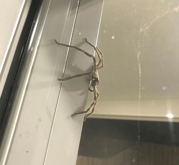 Ragno enorme cerca di entrare in casa