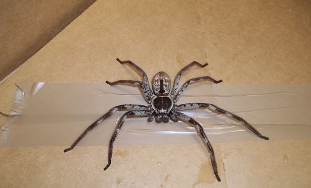 Ragno cacciatore trovato all'interno di un pacco: ha viaggiato dall'Australia a Londra