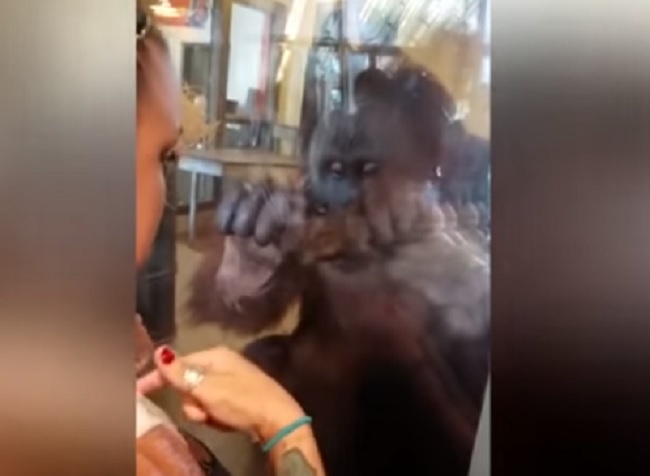 YOUTUBE Orango vede le cicatrici della ragazza: la sua reazione è commovente