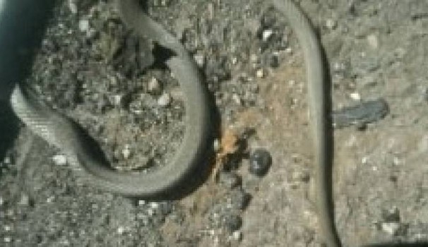 Milano, morsa a 7 anni da serpente nelle case popolari. Inquilini: "Non è la prima volta"