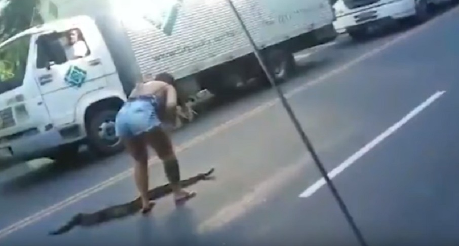 Serpente blocca le auto in strada: donna coraggiosa lo afferra e lo sposta