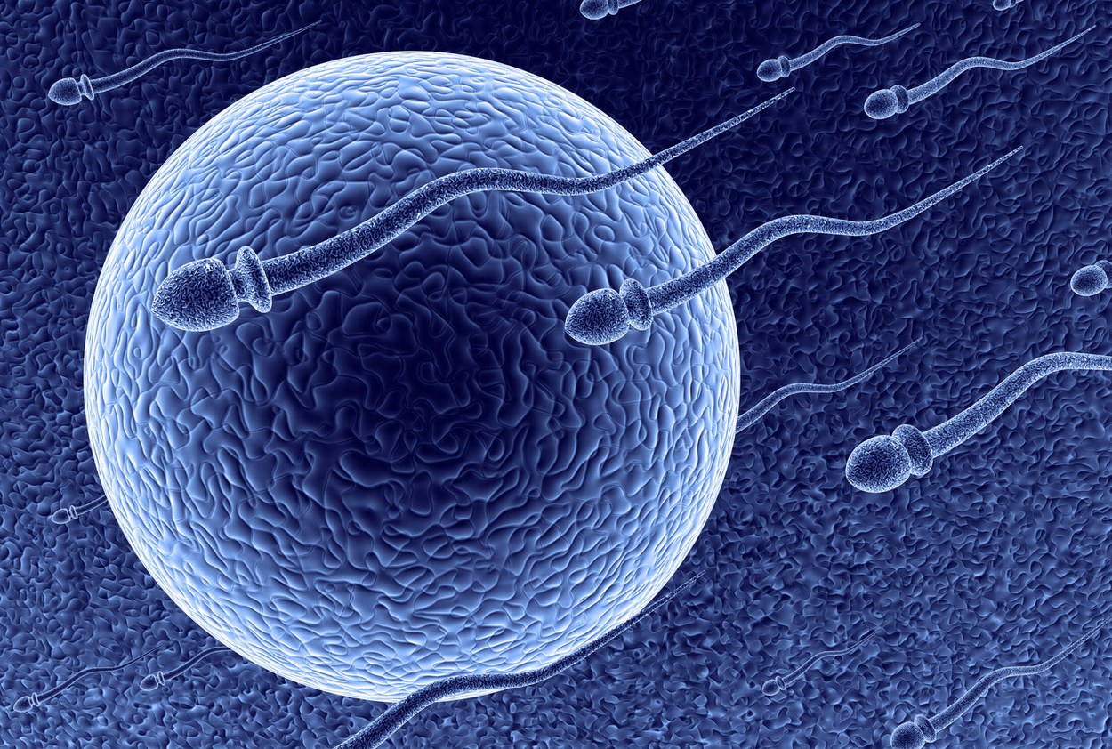 Allarme spermatozoi, in 40 anni diminuiti del 60% in Occidente