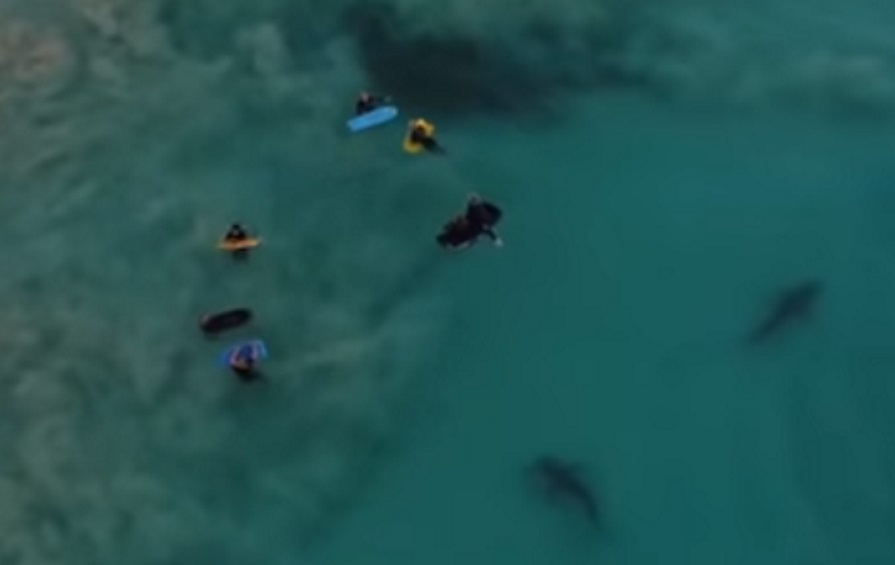 YOUTUBE Squali nuotano sotto al gruppo di bimbi: il video del drone è terrificante