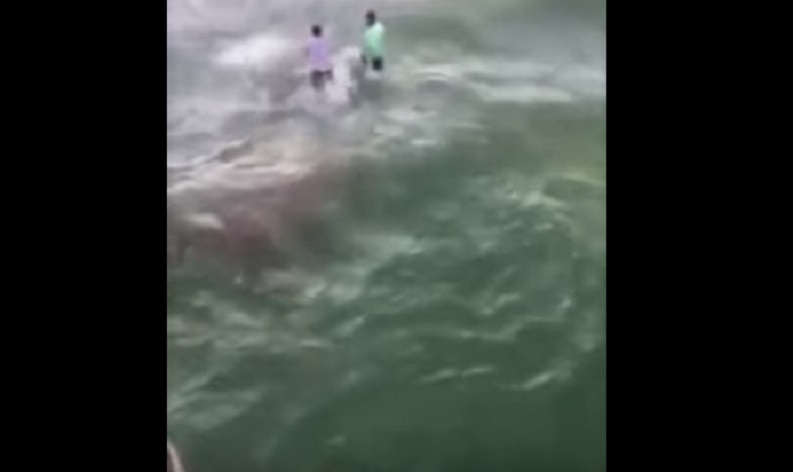 Squalo morde ad un braccio il ragazzo che cerca di afferrarlo