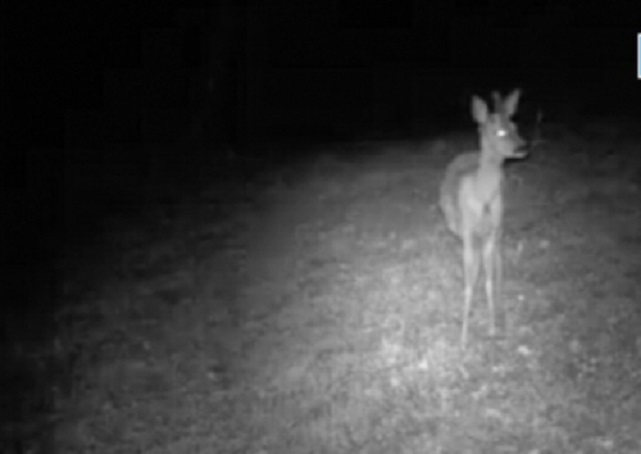 Unicorno esiste davvero: è un capriolo e vive nei Monti Sibillini