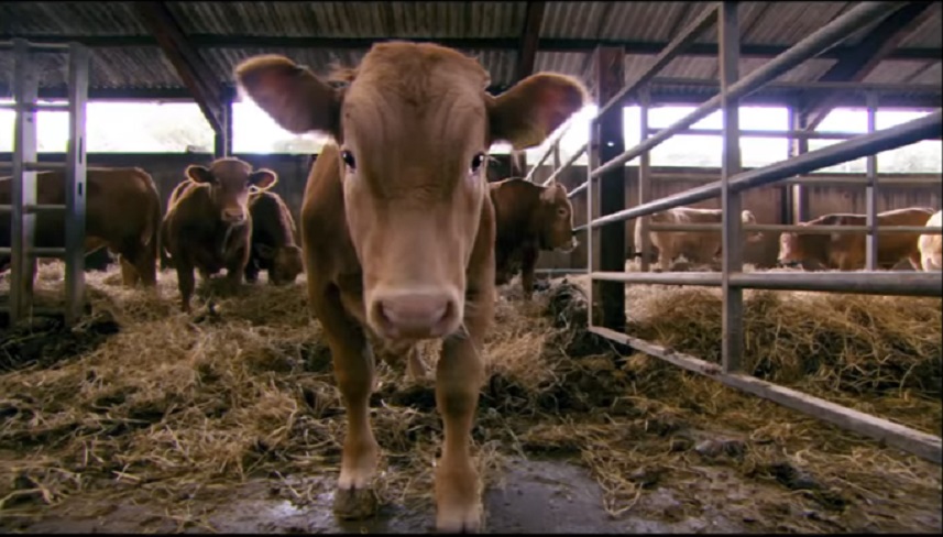 Vegani, lo saremo tutti nel 2067? Secondo la Bbc...