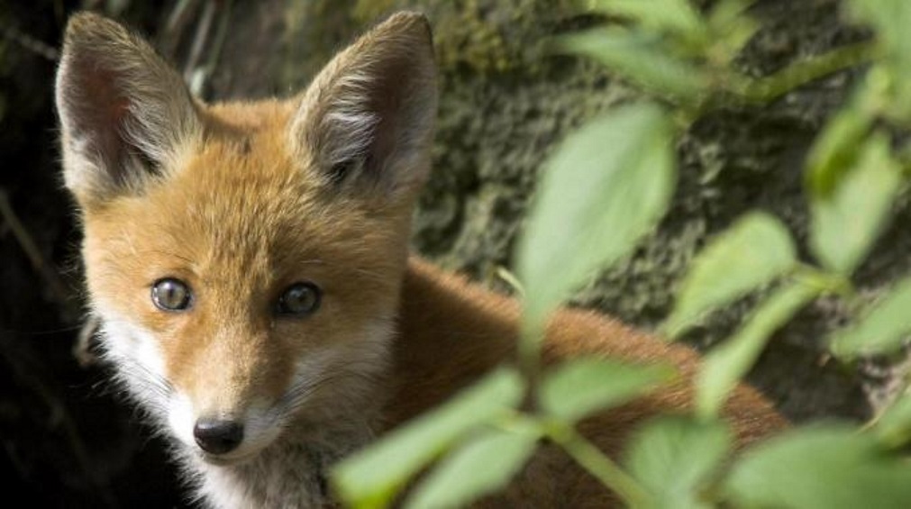 Sarno, volpe con testa tagliata abbandonata nel bosco: la macabra scoperta