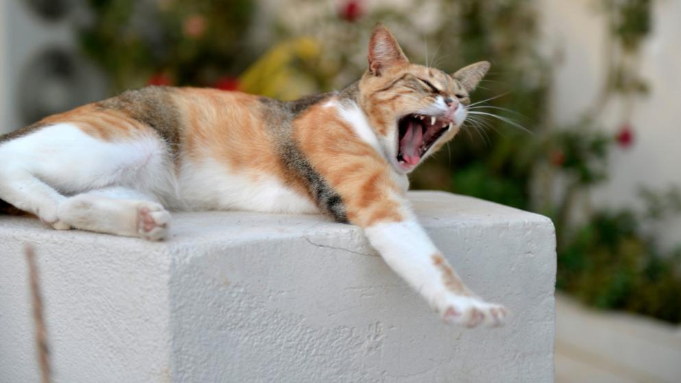 Morta donna morsa da un gatto che era stato infettato da una zecca02