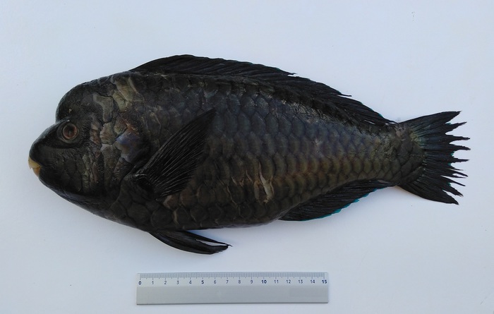 Nuovo pesce 'alieno' nel Mediterraneo, l'esemplare scoperto in Sicilia