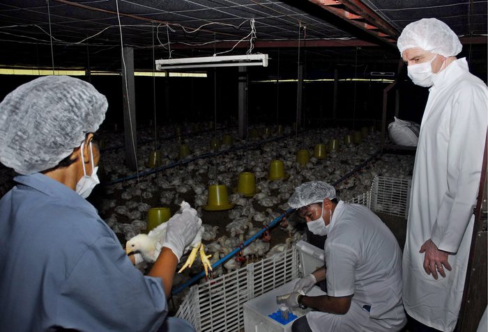 Lodi, paura dell'aviaria: focolaio in una allevamento di selvaggina