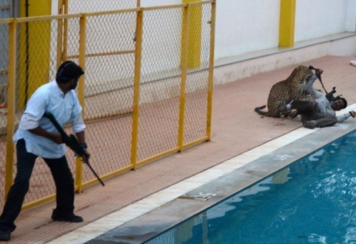 India, elefanti e tigri uccidono una persona al giorno. Ma anche l'uomo...