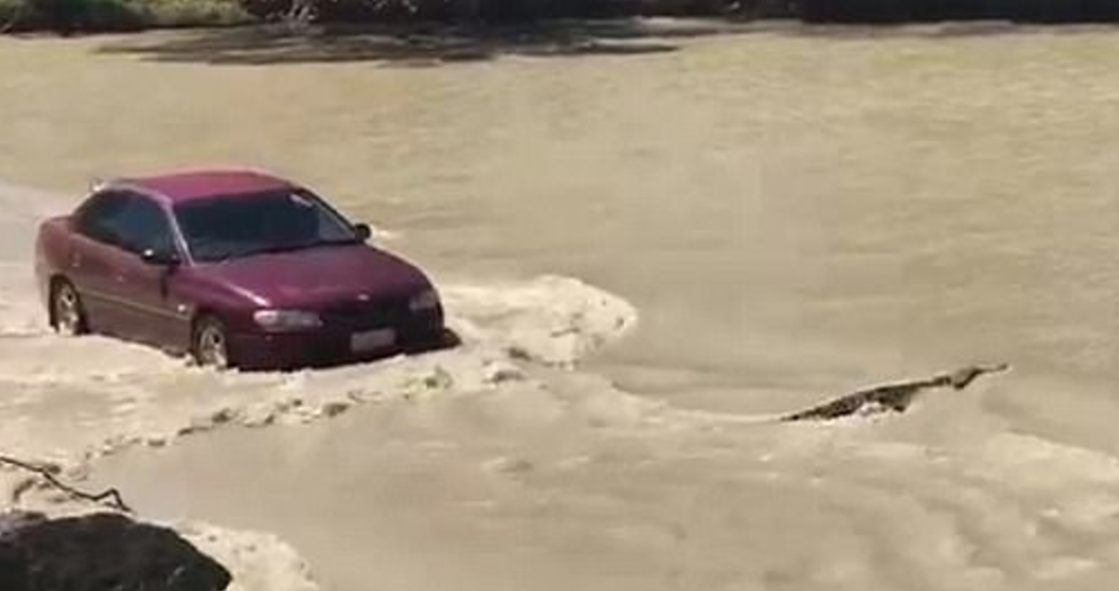 YOUTUBE Australia, coccodrillo nella strada allagata: autista suona il clacson per allontanarlo