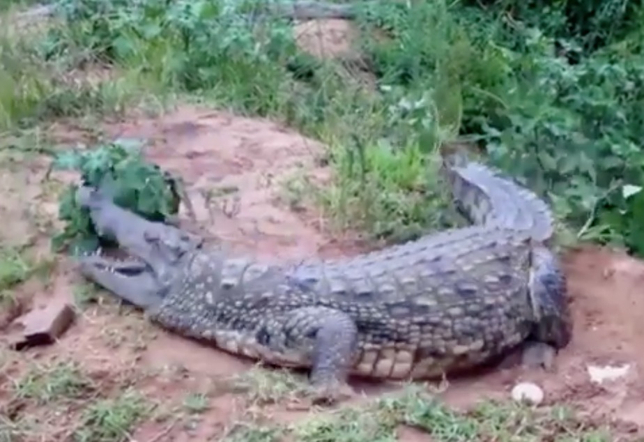 YOUTUBE Coccodrillo nel giardino, anziano tenta di cacciarlo con un bastone ma finisce male