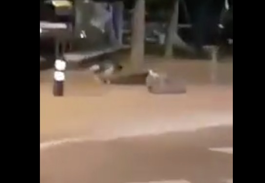 YOUTUBE Attenato Cambrils, i terroristi a terra con le cinture esplosive VIDEO