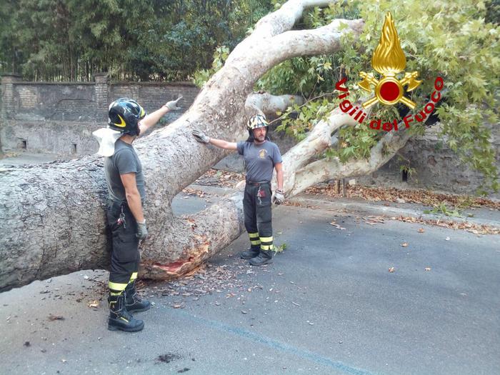 Roma, crolla immenso platano in strada: tragedia sfiorata a Trastevere