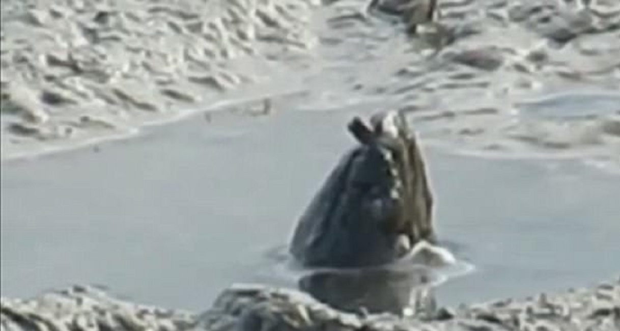 Creatura misteriosa esce dal fango di un fiume australiano. Cos'è?