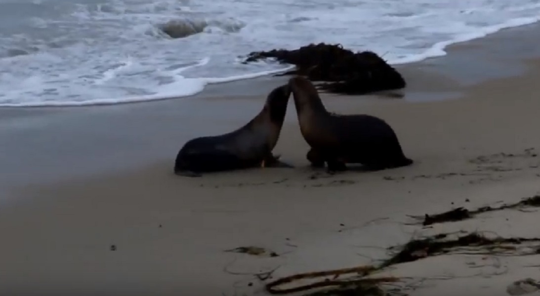 YOUTUBE Leoni marini liberi di nuovo: il bacio prima di entrare in acqua