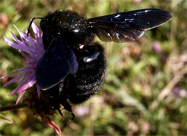 Montesilvano: Pino Bellia punto da un calabrone, muore in casa dopo 5 minuti