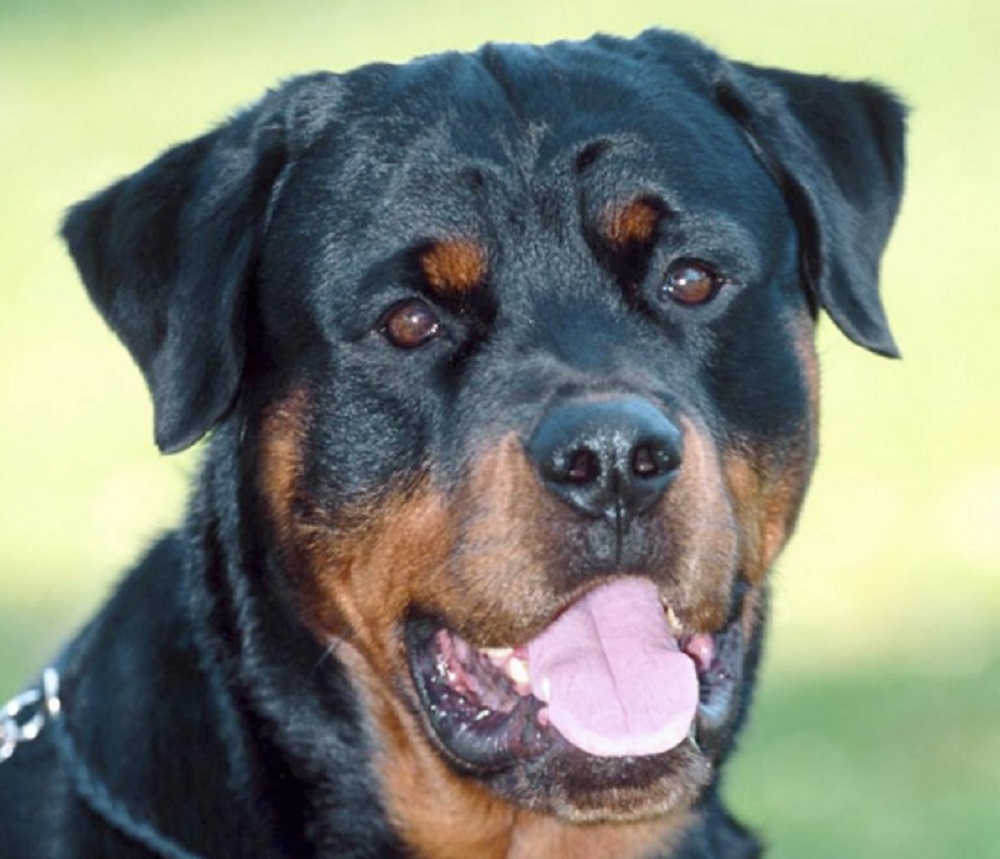 Caorso (Piacenza): badante aggredita da 2 cani. Gravi ferite a volto, collo, addome e braccia