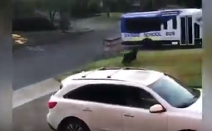 Cane vede il suo scuolabus e per la felicità esce di corsa da casa e sale a bordo come un razzo