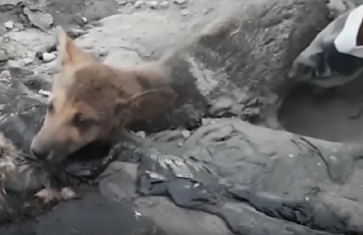 Cani abbandonati intrappolati nel catrame: i volontari li salvano