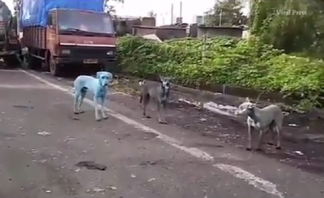 YOUTUBE India, allarme inquinamento: il pelo dei cani diventa blu