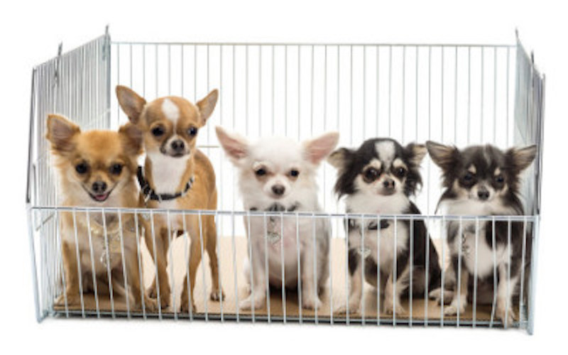 Usa, avanza il divieto di vendere animali in negozi. Si fa già in 200 città