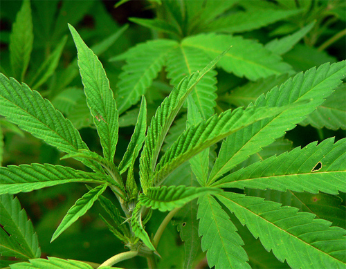 Olevano (Salerno), coltiva marijuana e posta foto su Instagram: incastrato. "Volevo i like"