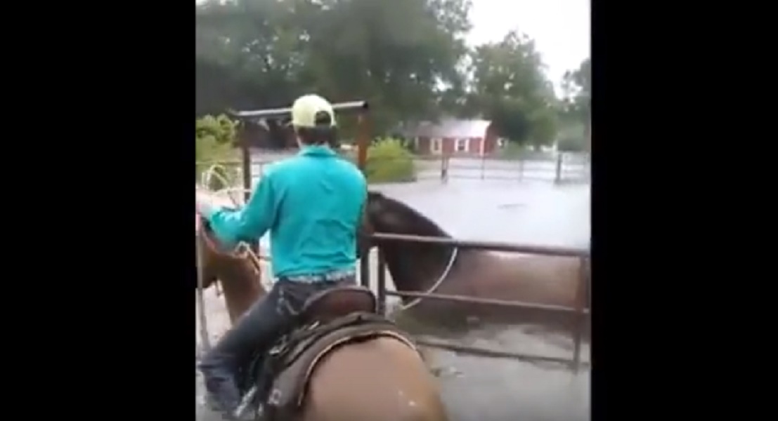 Sfida uragano Harvey e salva i suoi cavalli dall'acqua