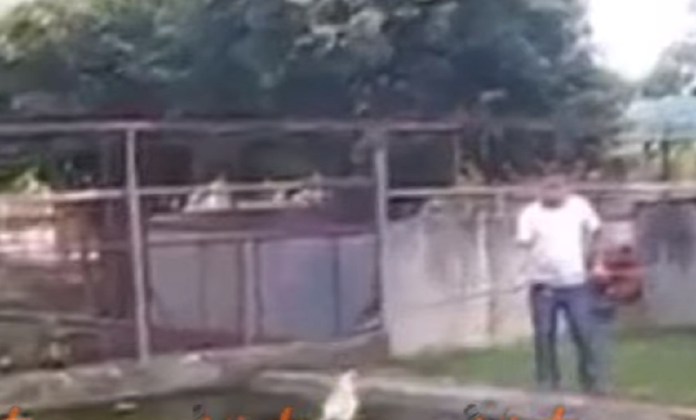 Coccodrillo gigantesco esce dallo stagno improvvisamente: la reazione della gente