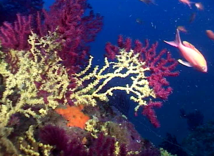 Maldive. Torna con i coralli in valigia: 5mila euro di multa